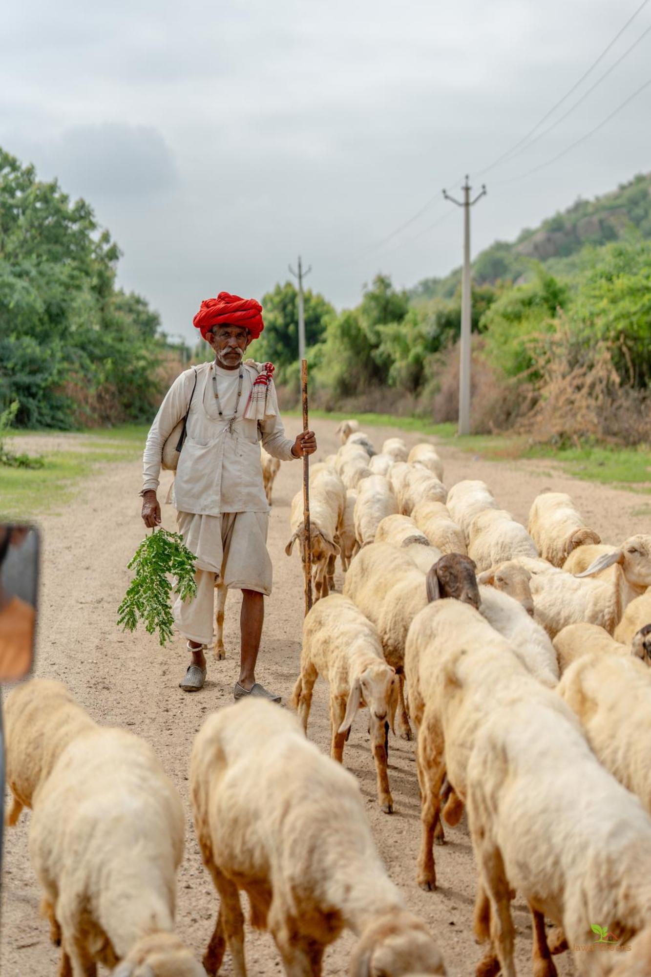 Jawai Greens Jawai Bandh Eksteriør bilde